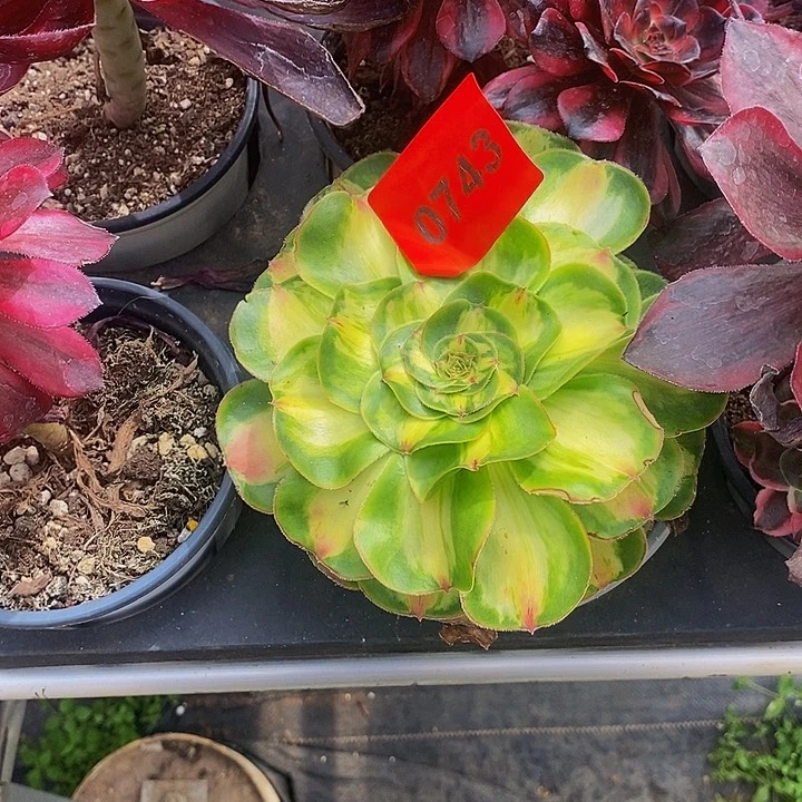 宋***·0743多肉植物暴君