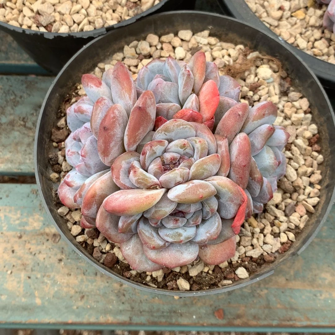 无花朵哈哈哈哈哈哈哈哈哈26