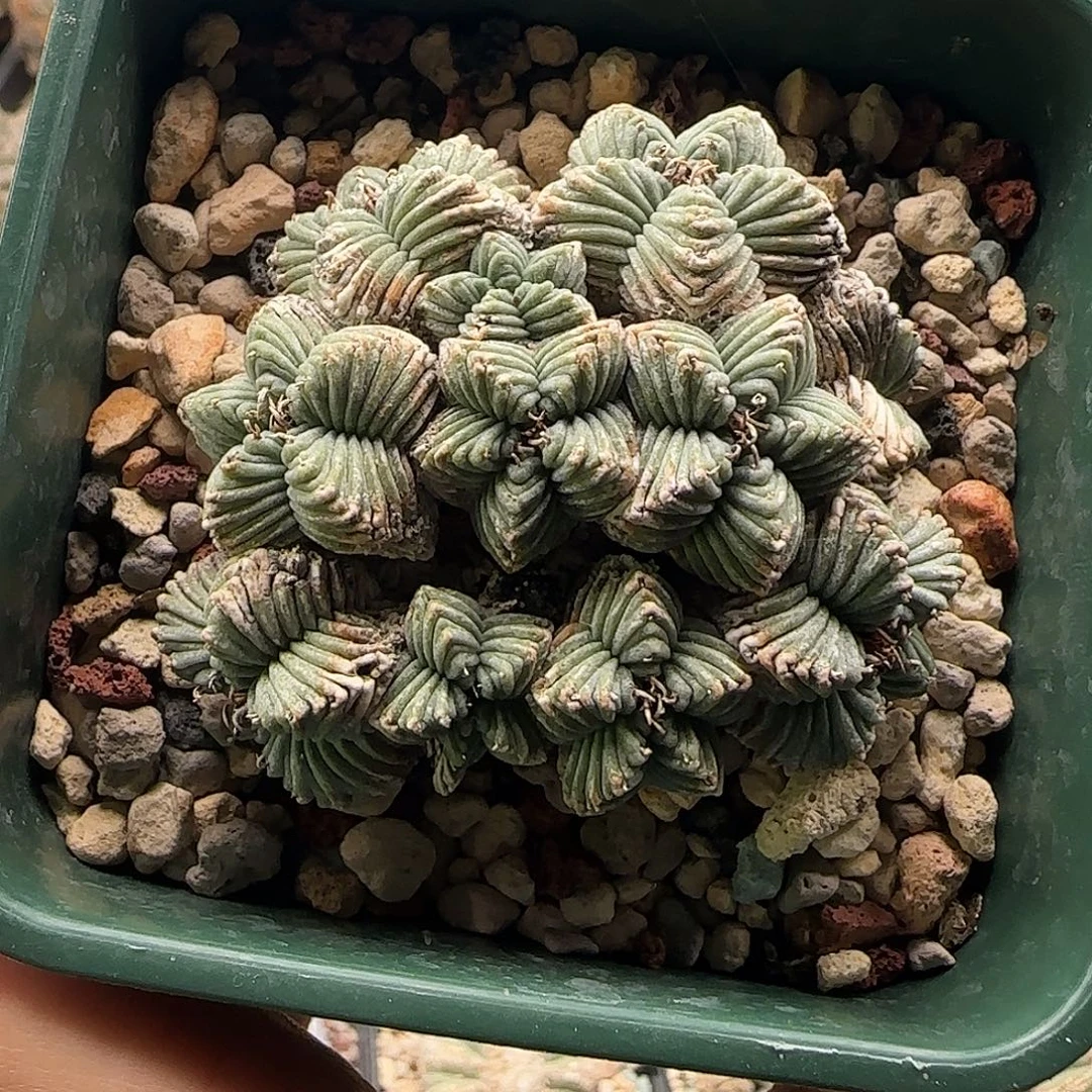 五星红龙11111111111111