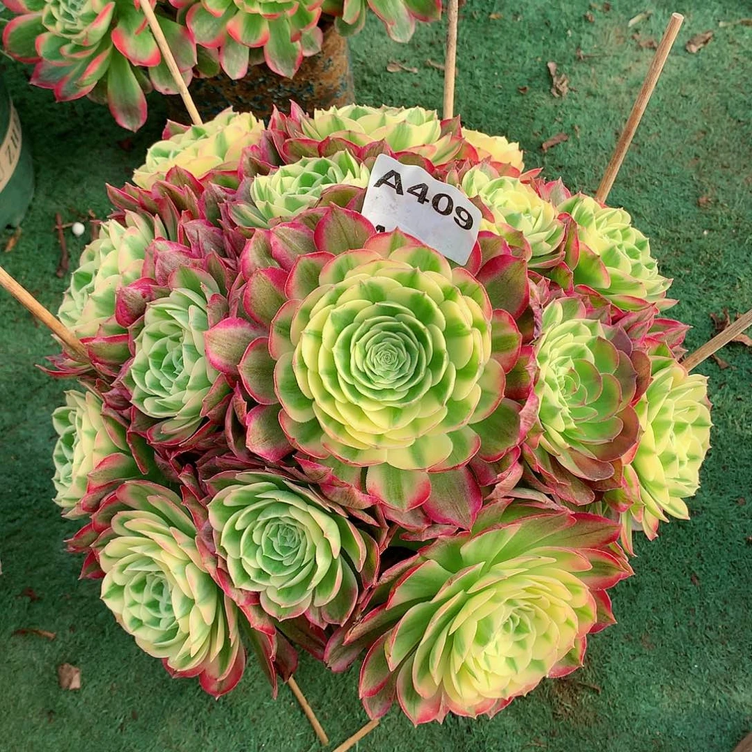 小*409.海仙多肉植物