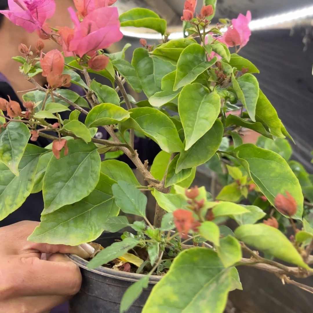 全部花苞（橙粉公主）三角梅会落花落叶甚至会光杆苗有大有小