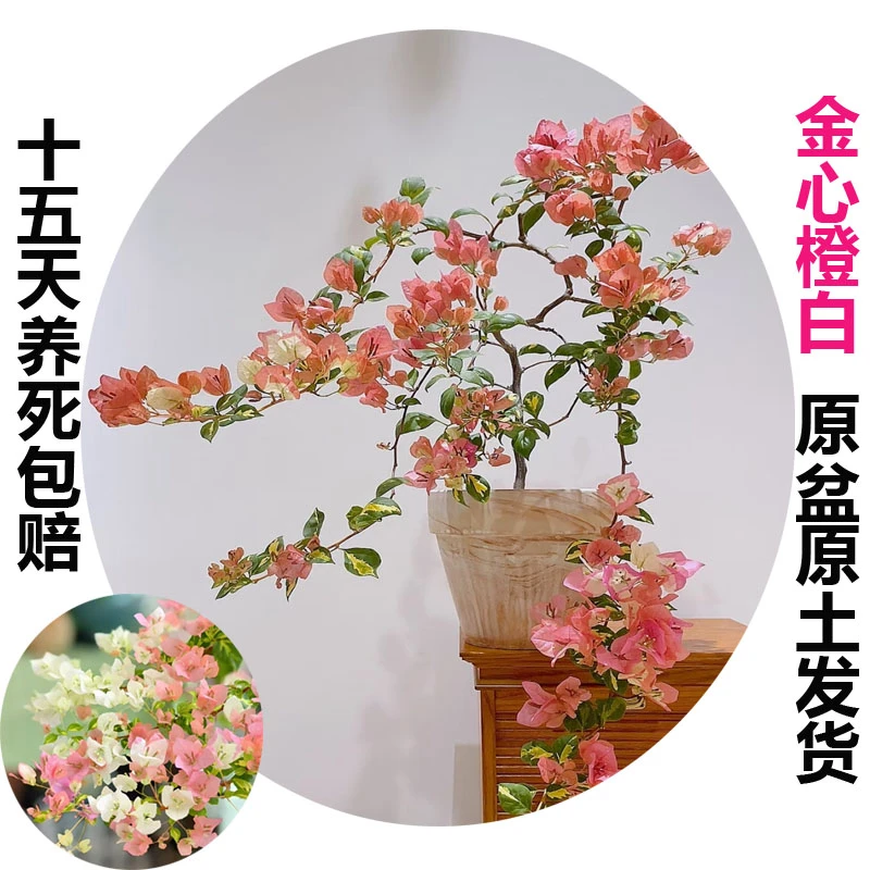 金心橙白 (三角梅)原生大苗四季开花老桩爬藤植物