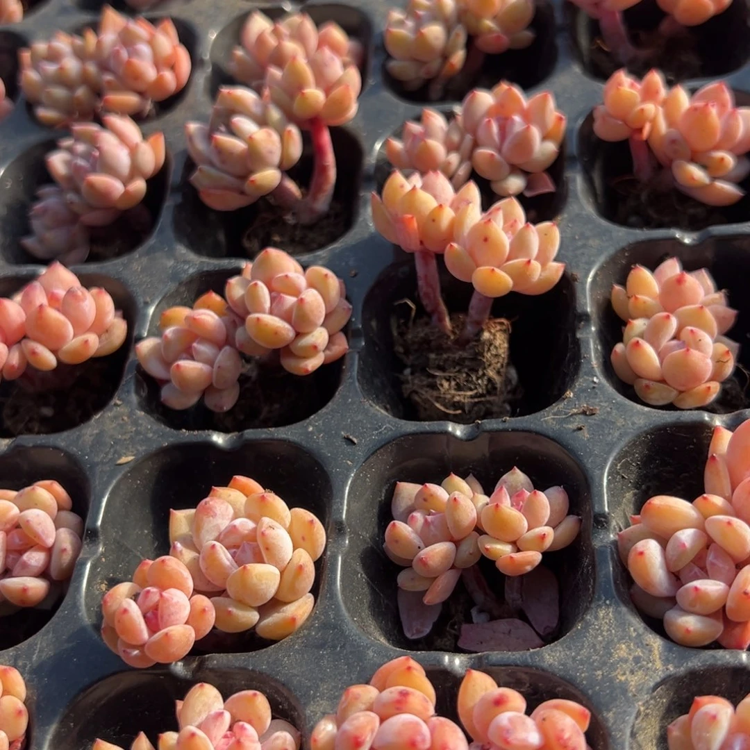 双头粉笔小老庄 到手2颗 大小3cm 量拍多肉满18包邮