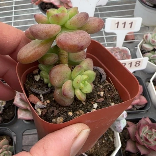 65香格里拉多肉植物多
