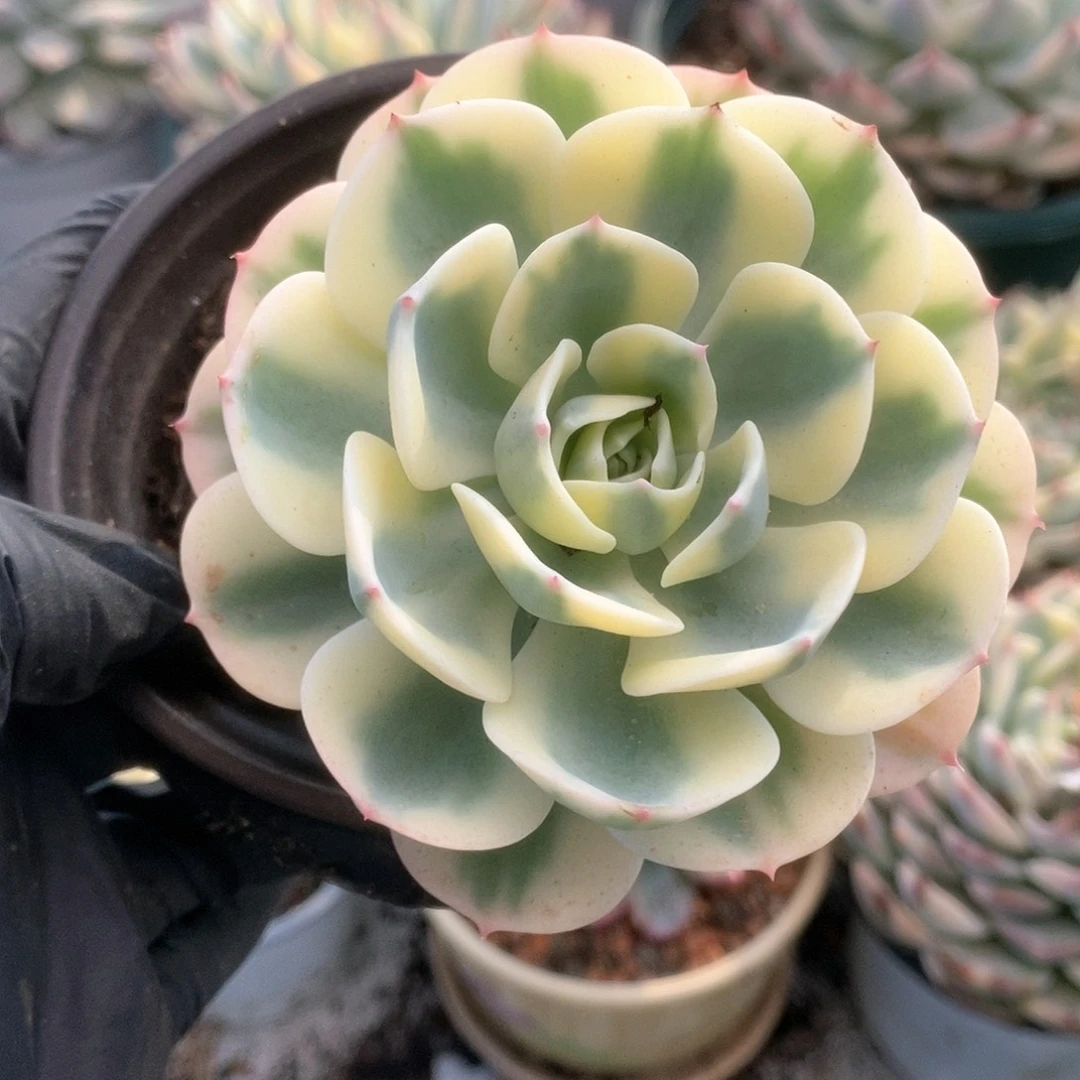 玲*109玉蝶锦锦锦锦锦锦锦