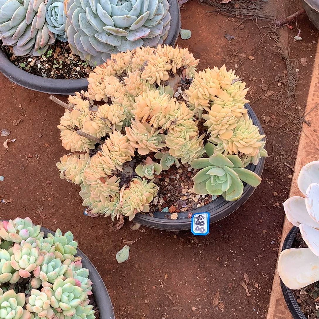 488丝绸缀化 一物一拍多肉