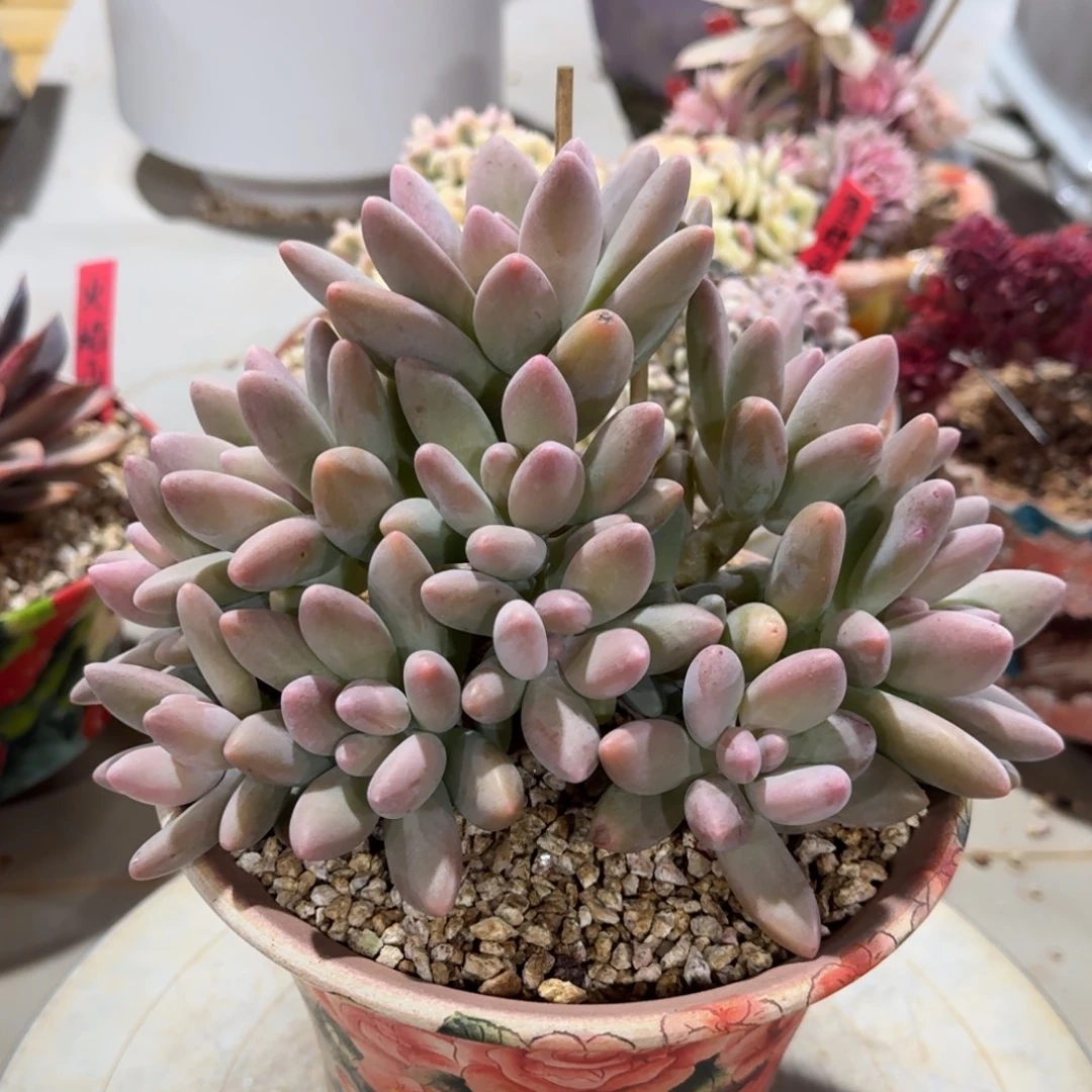 白兰蒂多肉植物链接