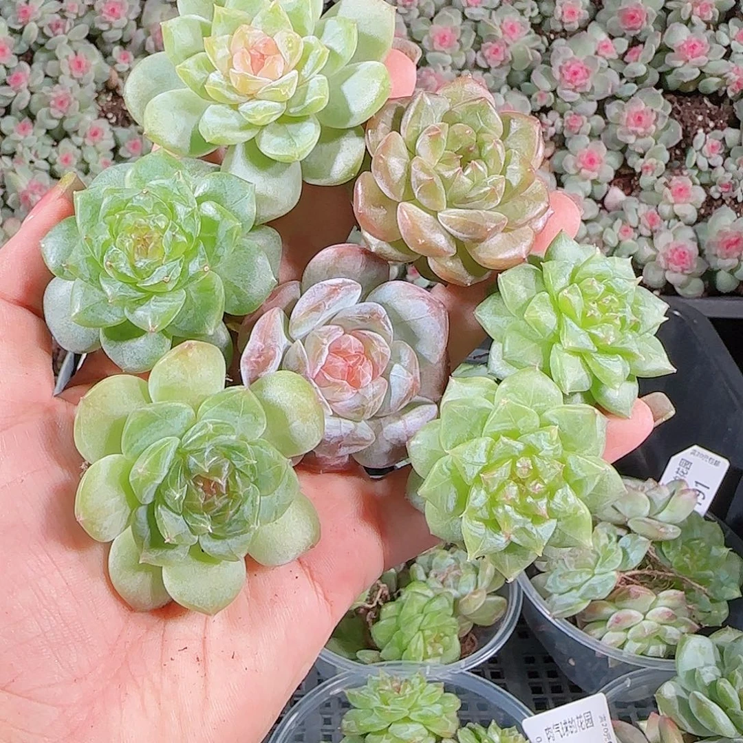 0018---197糖心珍妮