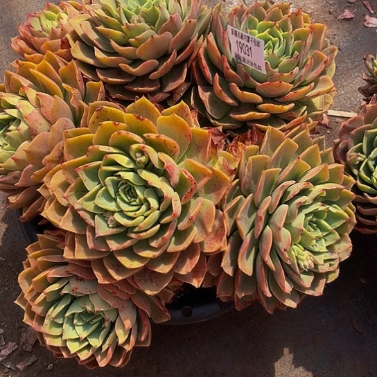 楚****具贝拉19031多肉