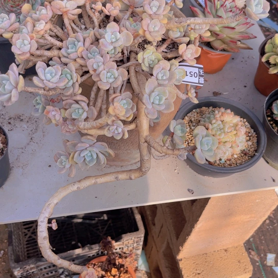 克洛伊05144多肉植物