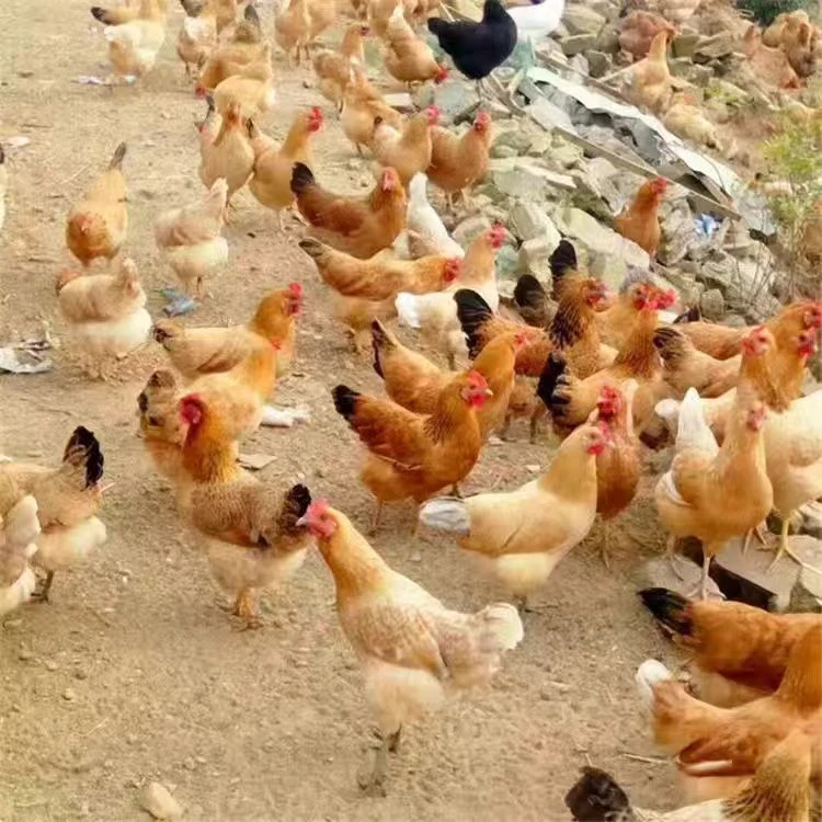 散养土鸡（一公一母）两只装8-9斤