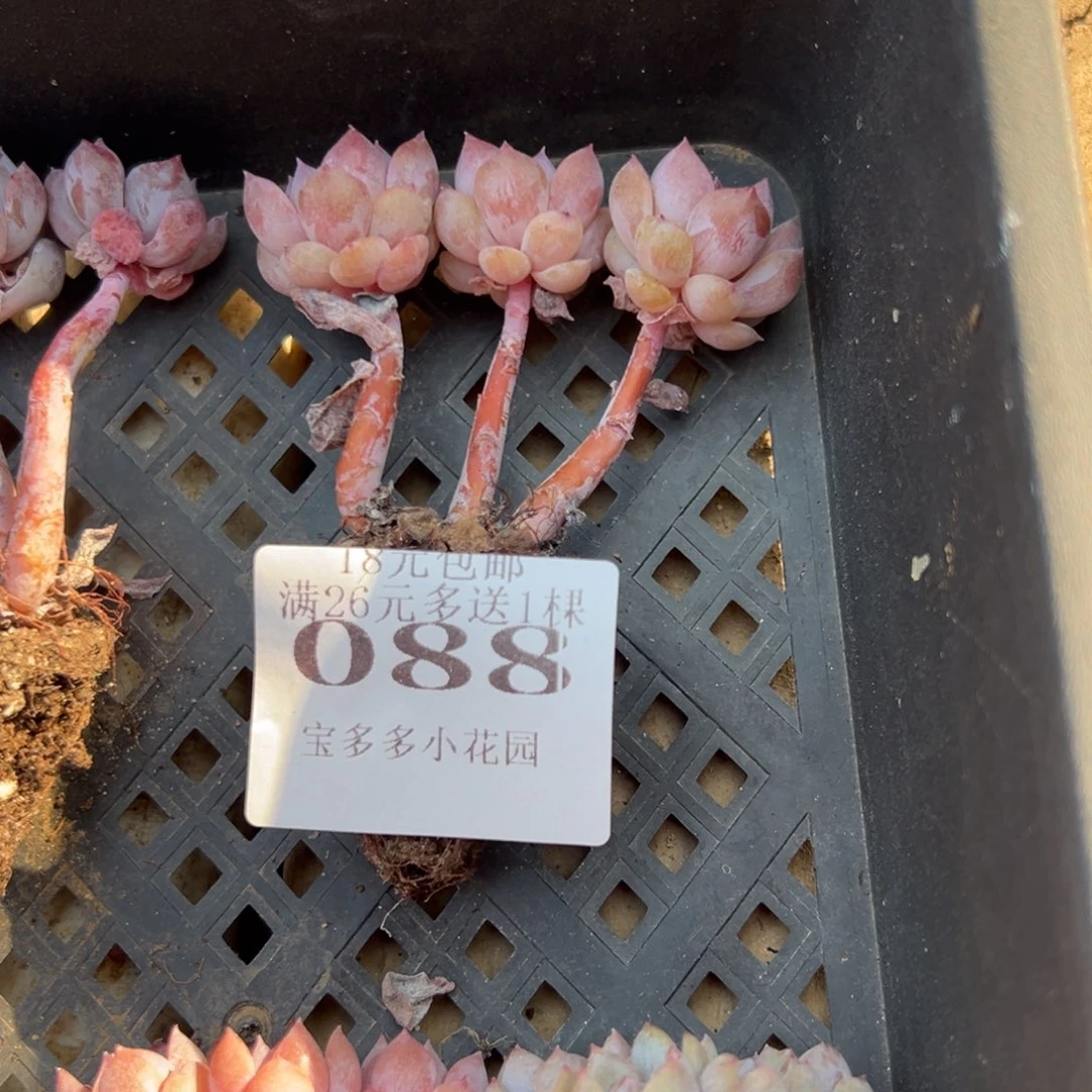 088号糖心小树糖心小树 一物一拍 满18包邮