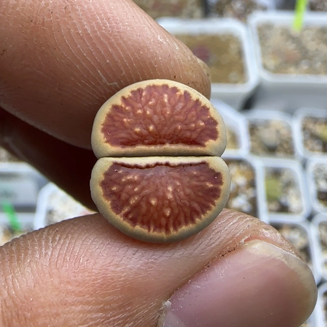 878 生石花大棚直播