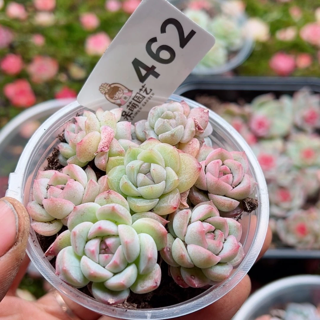 多肉植物多肉植物