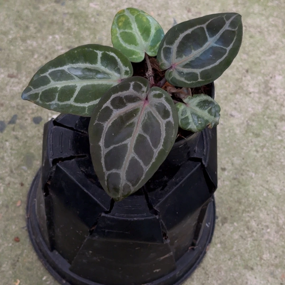 无花朵米歇尔紫水晶花烛