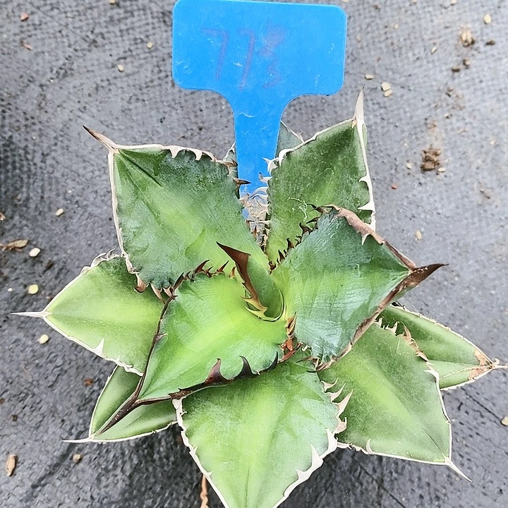 【闪购商品】无花朵龙舌兰狮尾 三单包邮