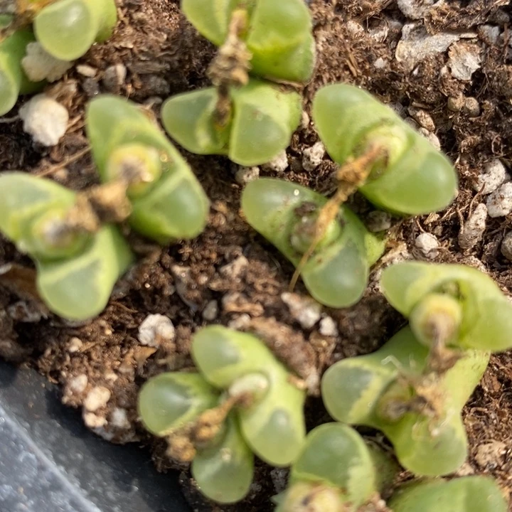 双头奶瓶风铃一颗