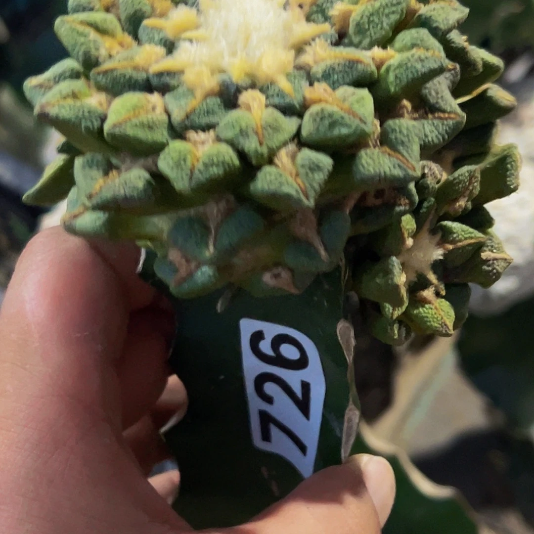 大***影无花朵福利大尤黑群726仙人球