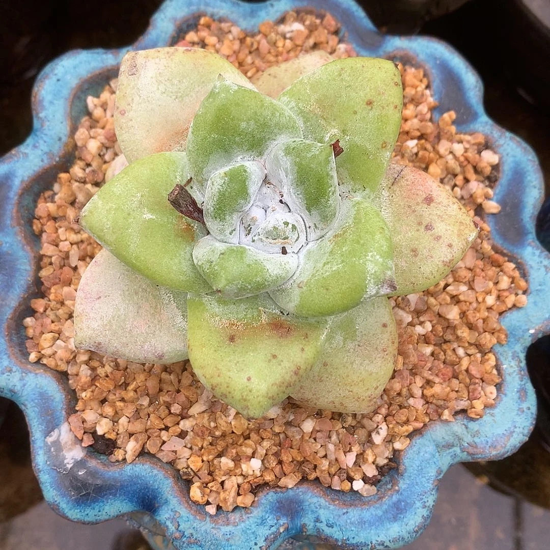 7972牡丹苹果叶仙女杯