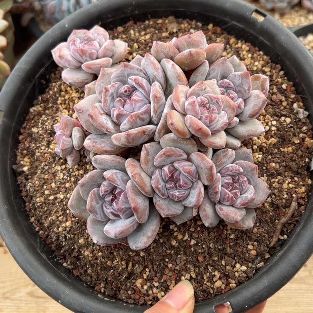 九头带一仔全趴自然群