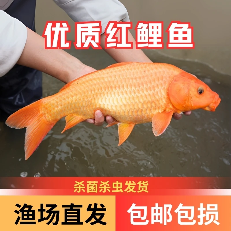 【活体】优质红鲤鱼2-16厘米观赏鱼淡水鱼 渔场直发