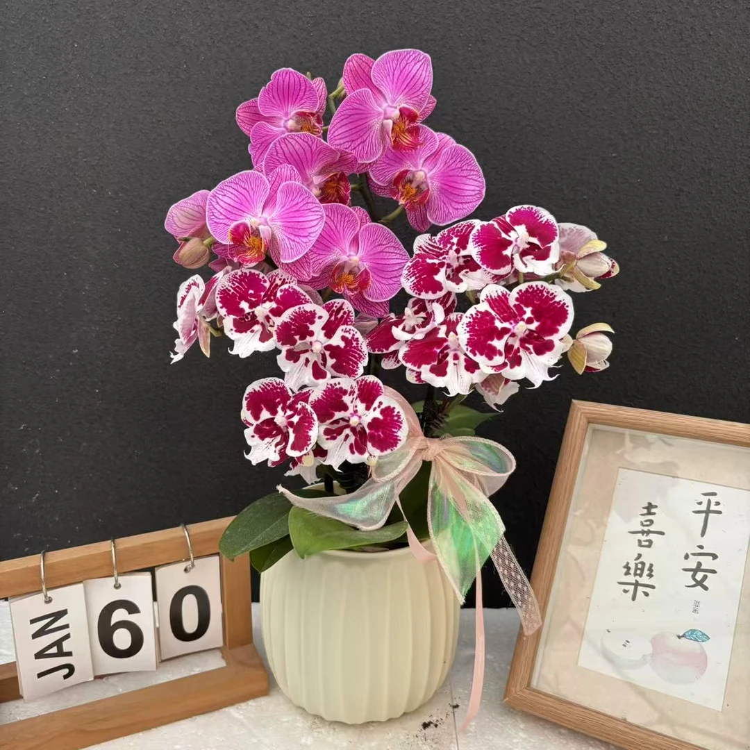 甄选（双拼艺术款）高货蝴蝶兰精美艺术组盆 高端稀有品种