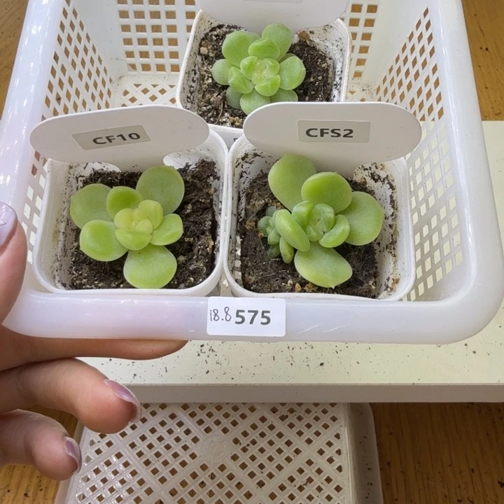 575 多肉植物 一物一拍