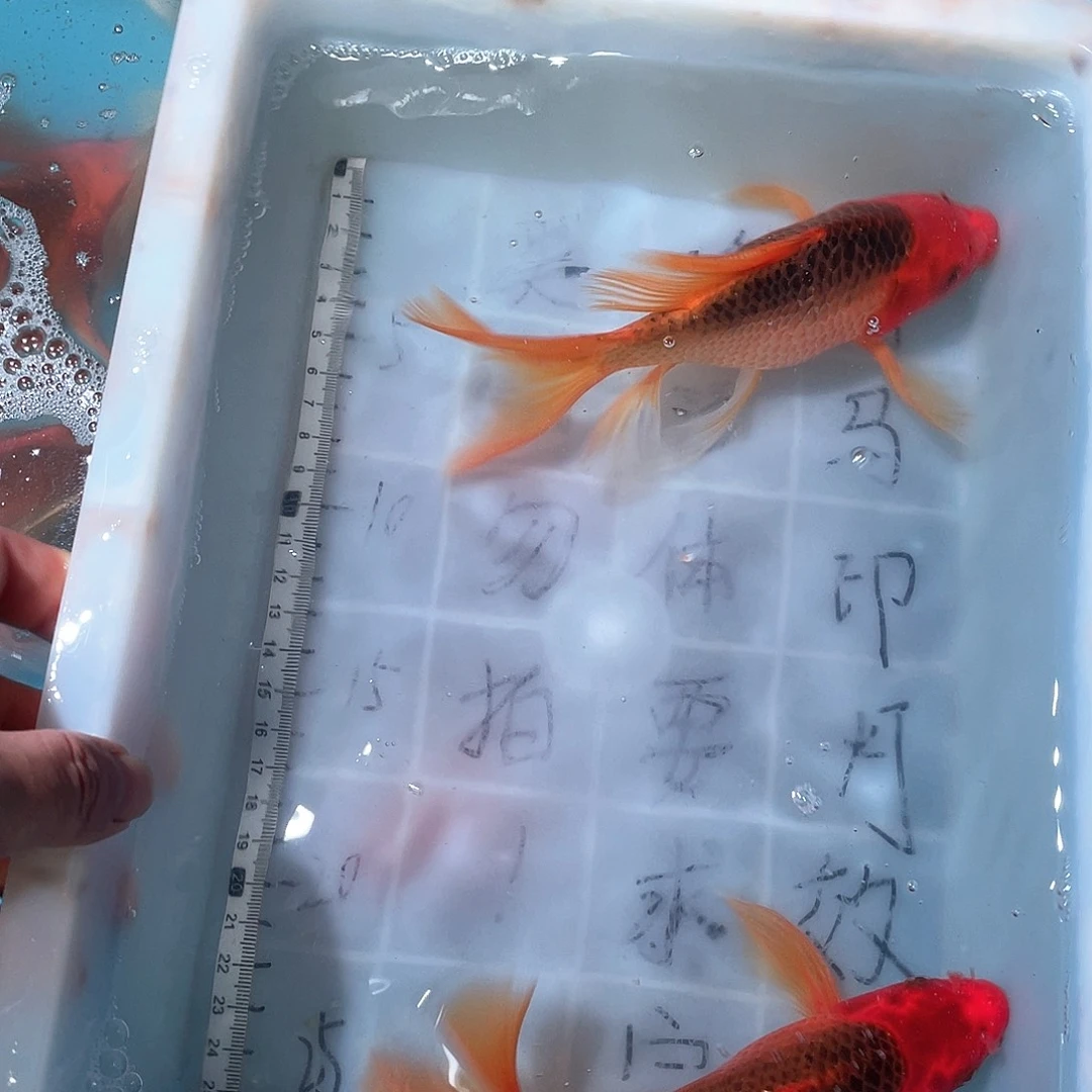 蝴蝶鲤渔场直发49