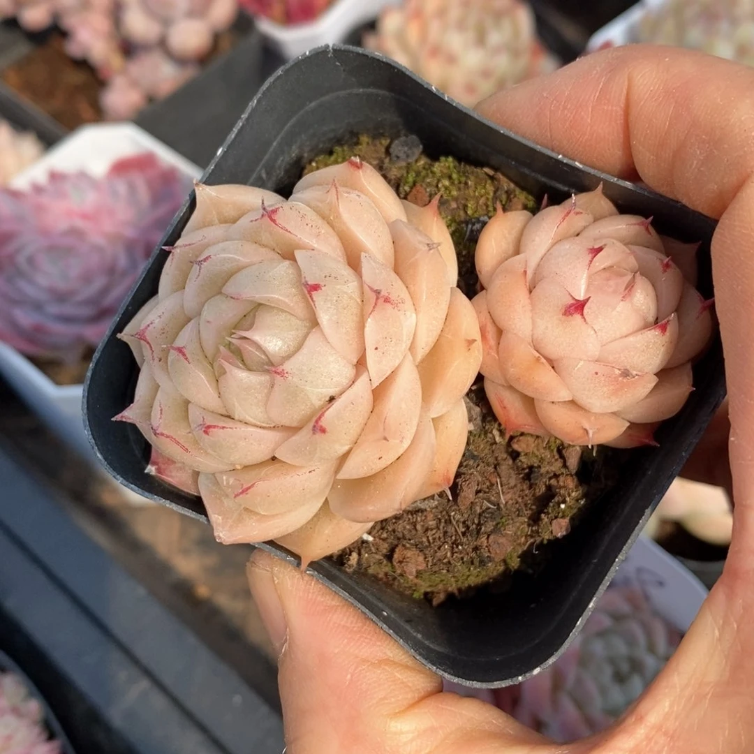 精品多肉一物一折不包整56