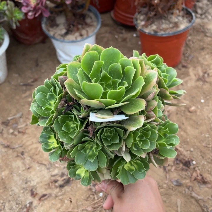 266辛尼亚小手捧1