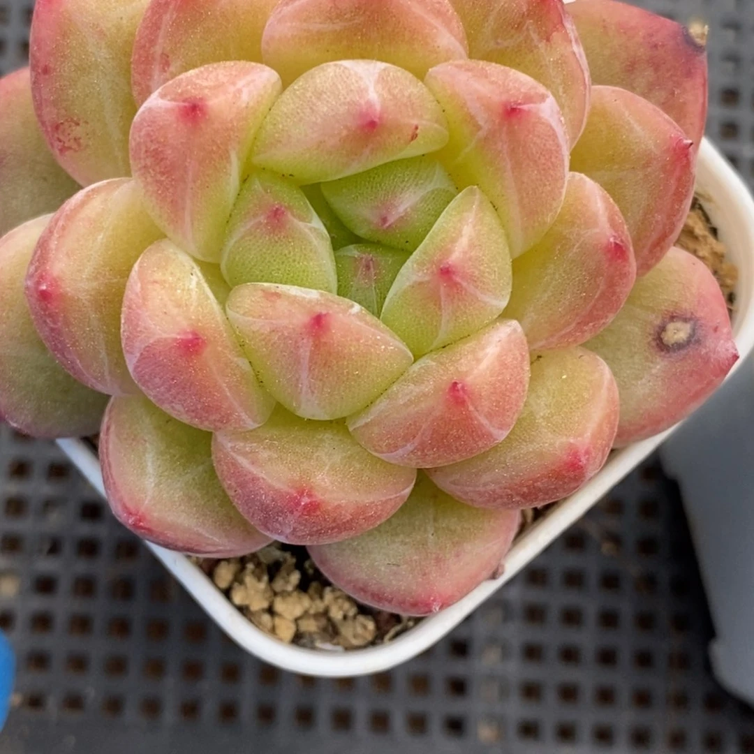 平****?35东篱下多肉植物盆栽