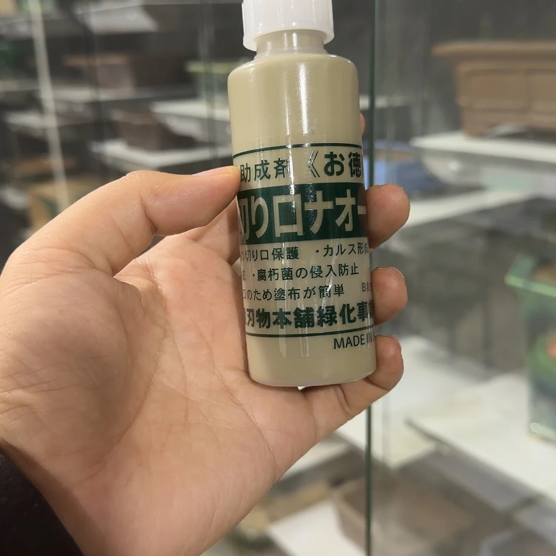 ****头无花朵盆景顺风包邮紫园