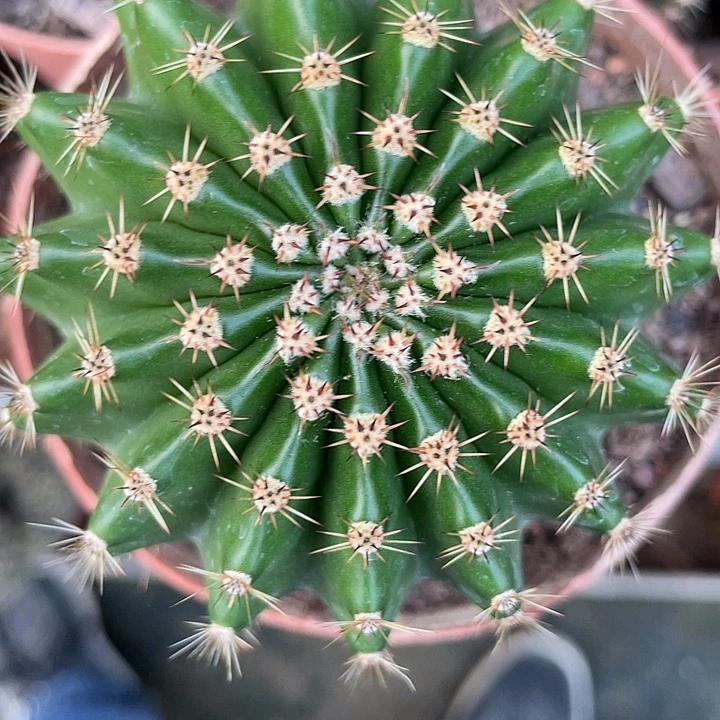 186号实生彩草带盆土