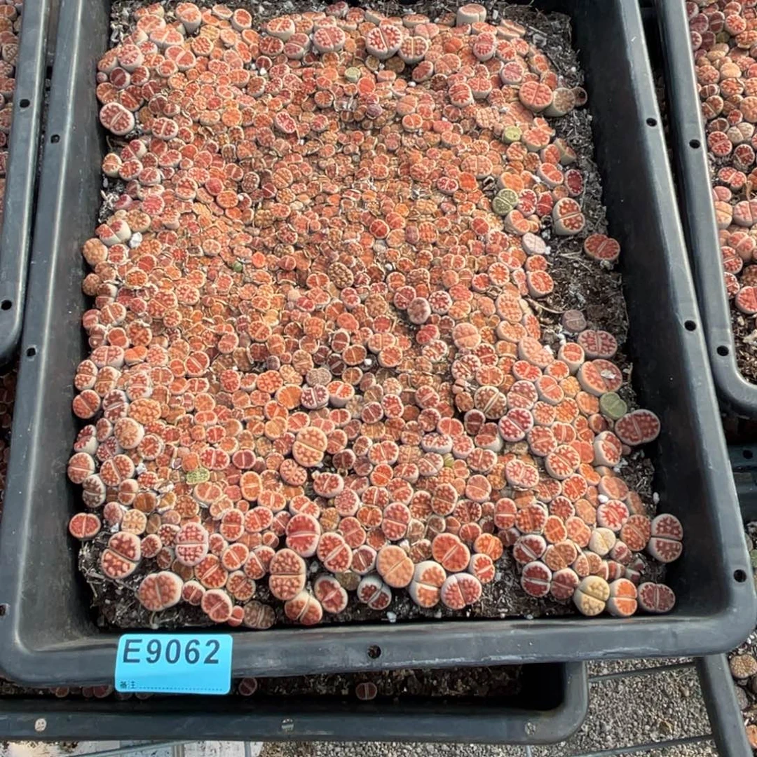 *****9062筐福利不售后