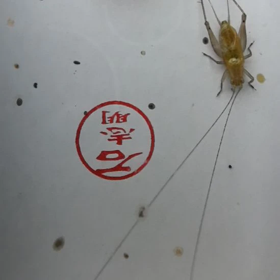 蟋蟀石志明沪B漂亮合适