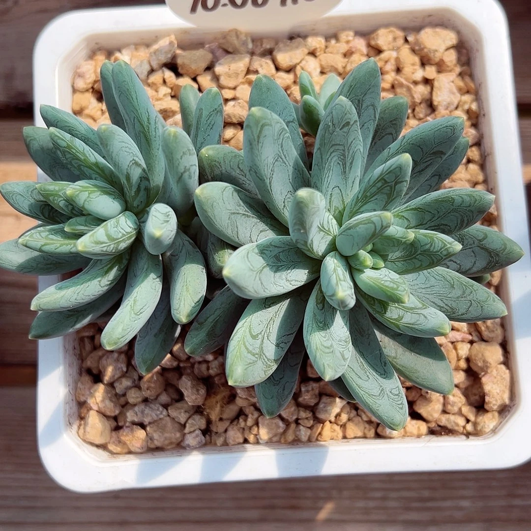 1006-110优选阿迪斯托