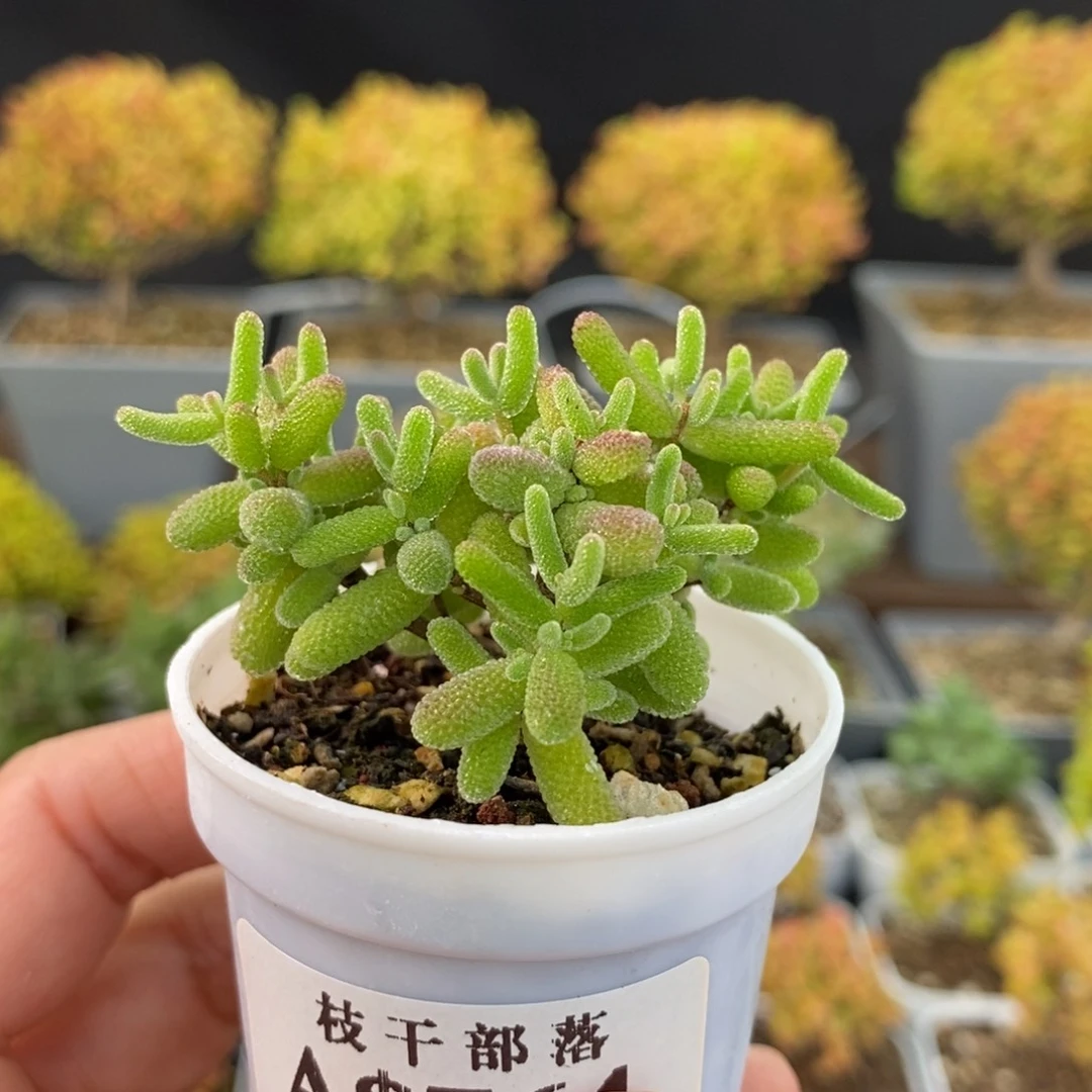 764密叶糖球 。