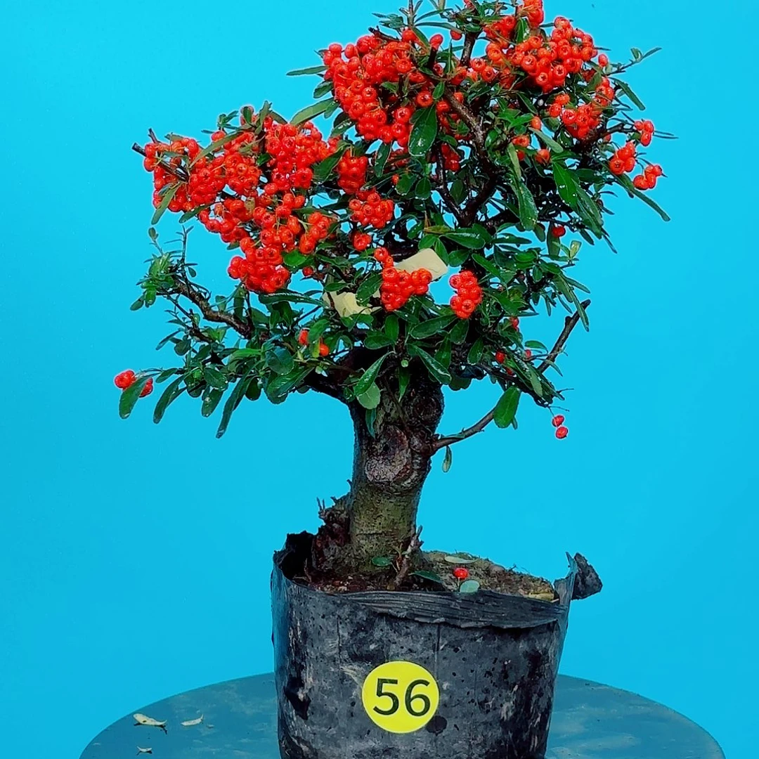 倾***界无花朵火棘吉祥果大盆栽