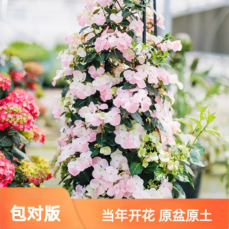 【落跑新娘】绣球爬藤大花绣球花架粉落跑1-7加仑