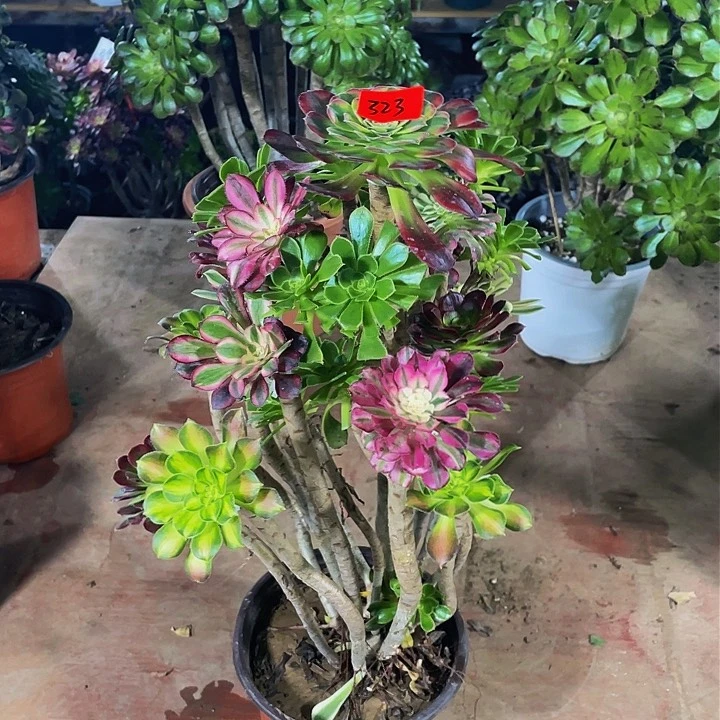 贫****来架接法师一个323号