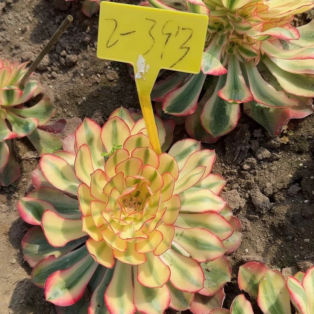 2+393-++多头多肉爱丽