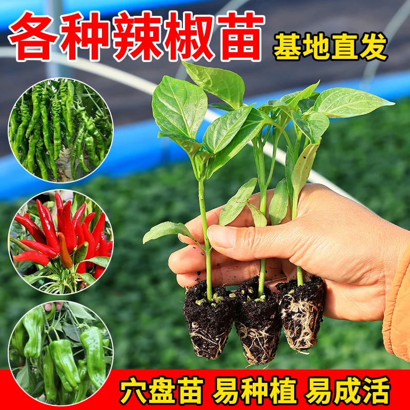【基地直发】高产辣椒苗带土蔬菜秧苗螺丝椒牛角椒阳台庭院地栽盆栽