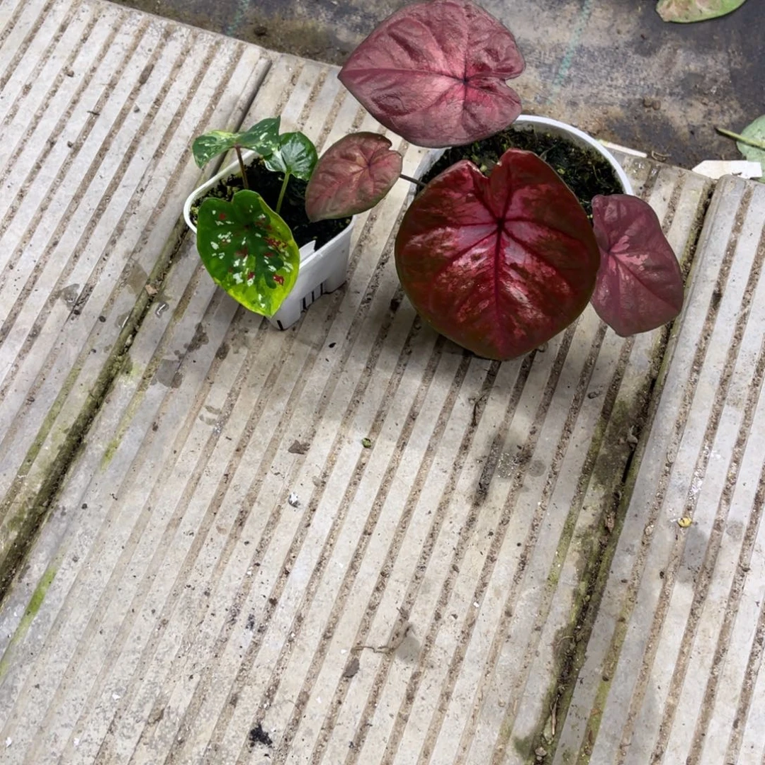 犬****无花朵             063.974泰海沐心不包售后