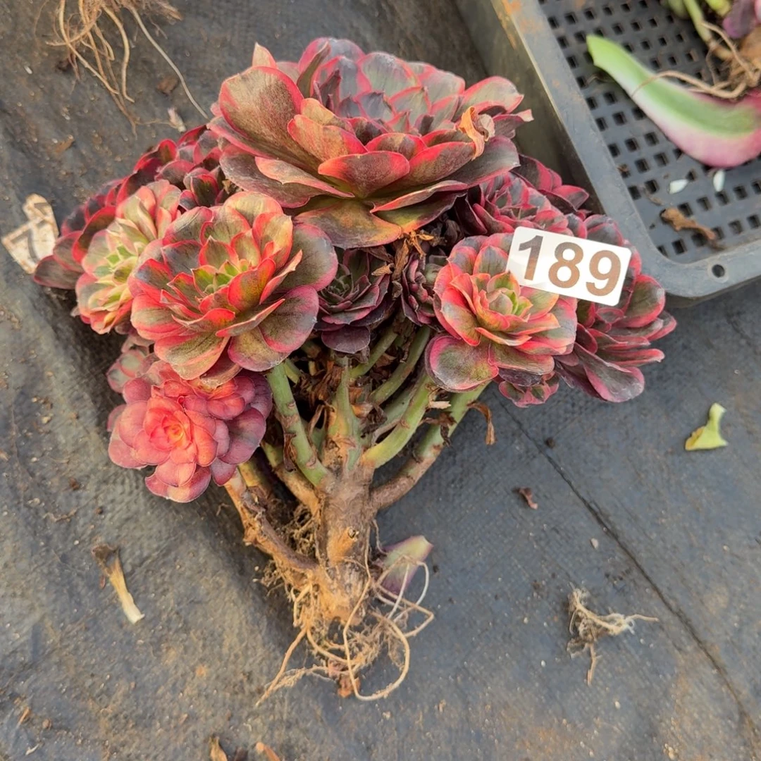 189多肉植物魅金玫瑰锦有干伤特价