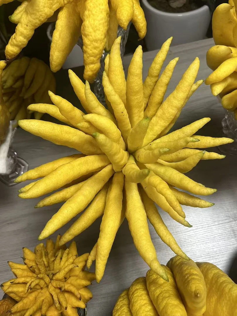 （精品佛手三斤以上）创意摆件香薰 可食用植物 新鲜采摘室内花材