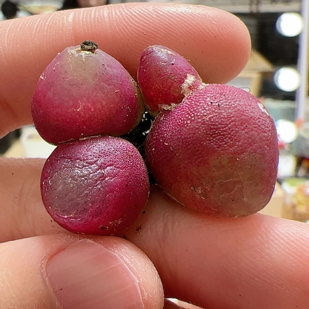 【闪购商品】125 双头灯泡