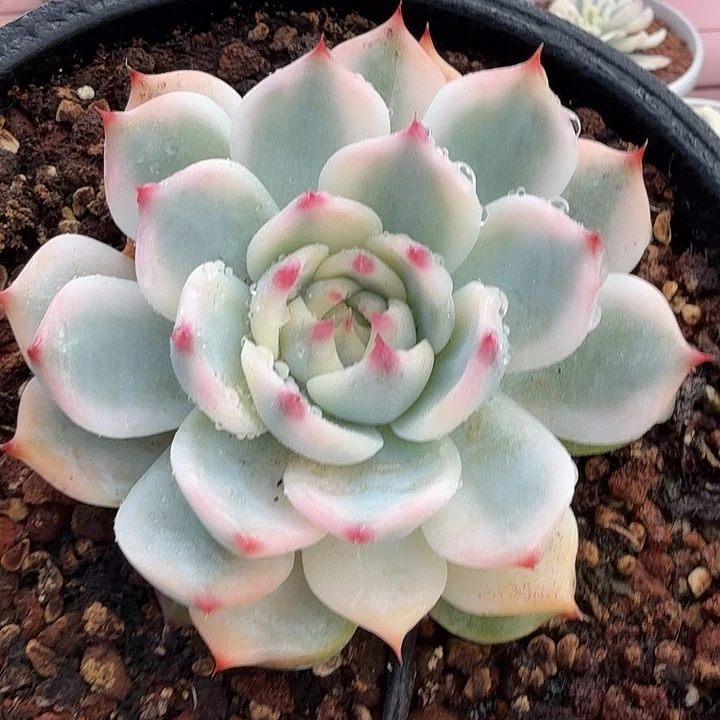 吉娃娃锦，多肉植物