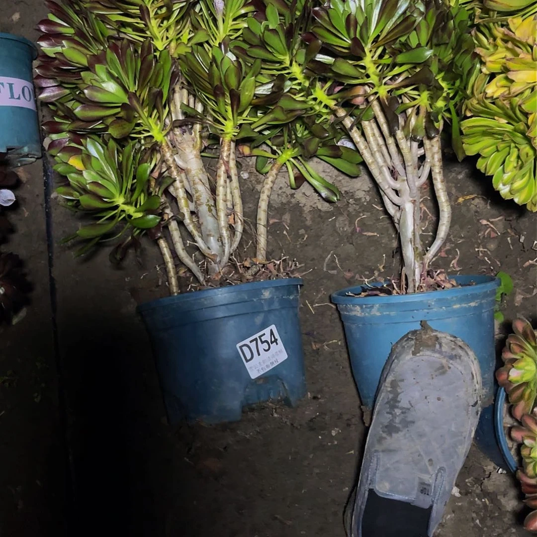 两盆法师13–25包邮法师