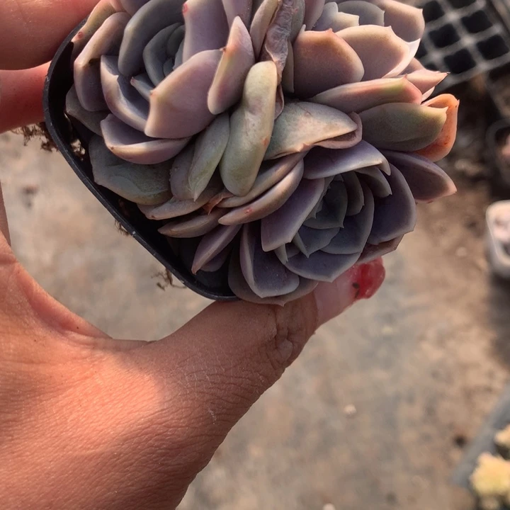 蓝色惊喜  （不满9.99发空盆需要拍保温不拍扣1颗多肉）