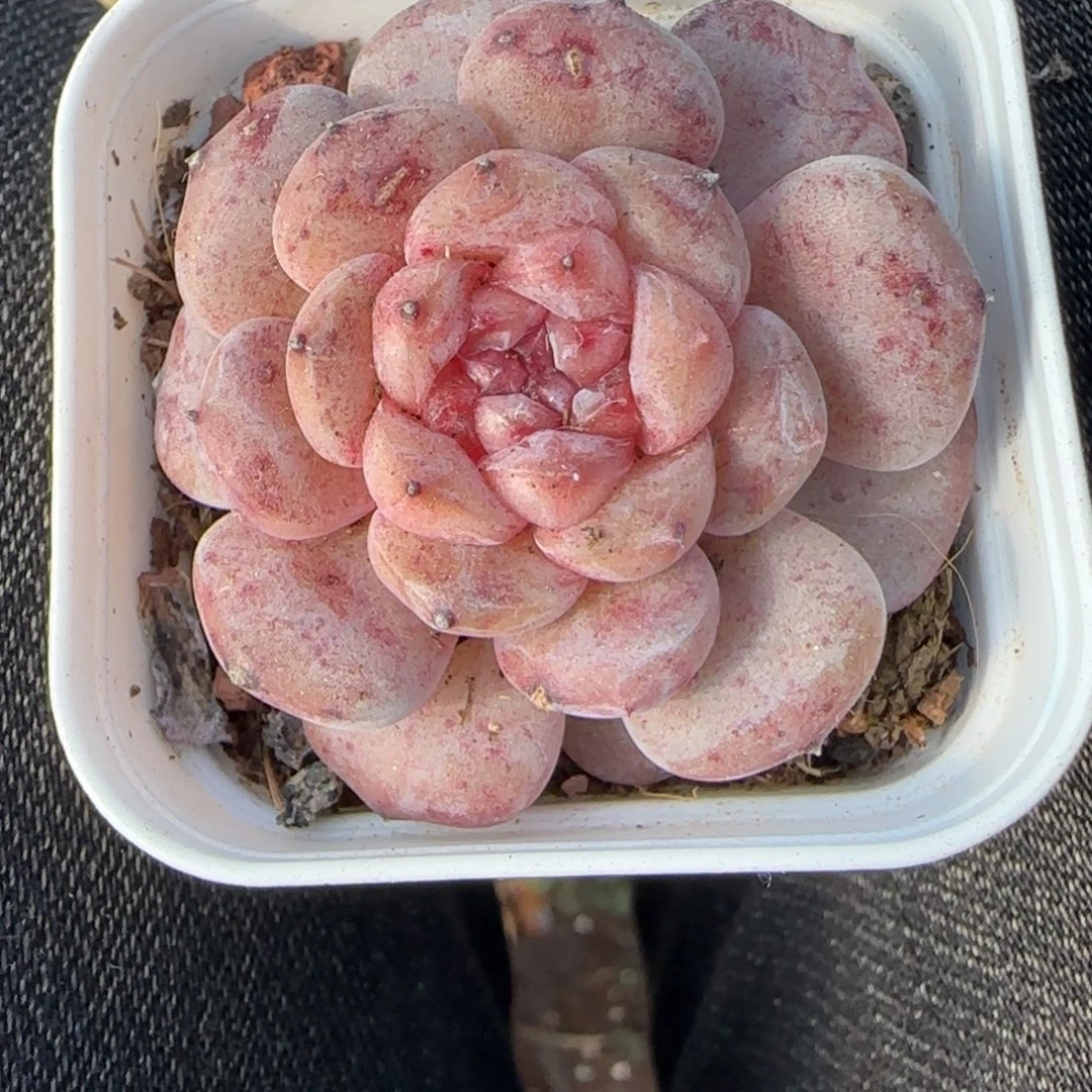 多肉小卡拉米糖心一物一拍